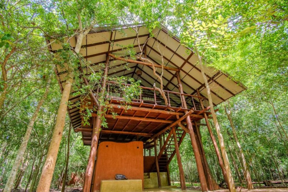 Front view of tree house