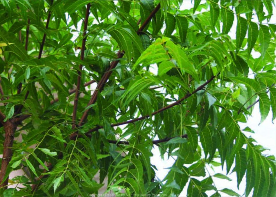 The Benefits of the Kohomba Tree: Nature’s Healing Gift at KAALA Eco Resort