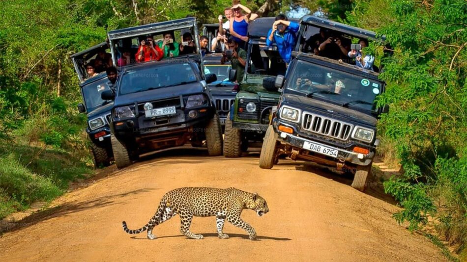 🐾 Into the Wild: A Day Trip to Wilpattu National Park from KAALA Kalaththewa Eco Resort