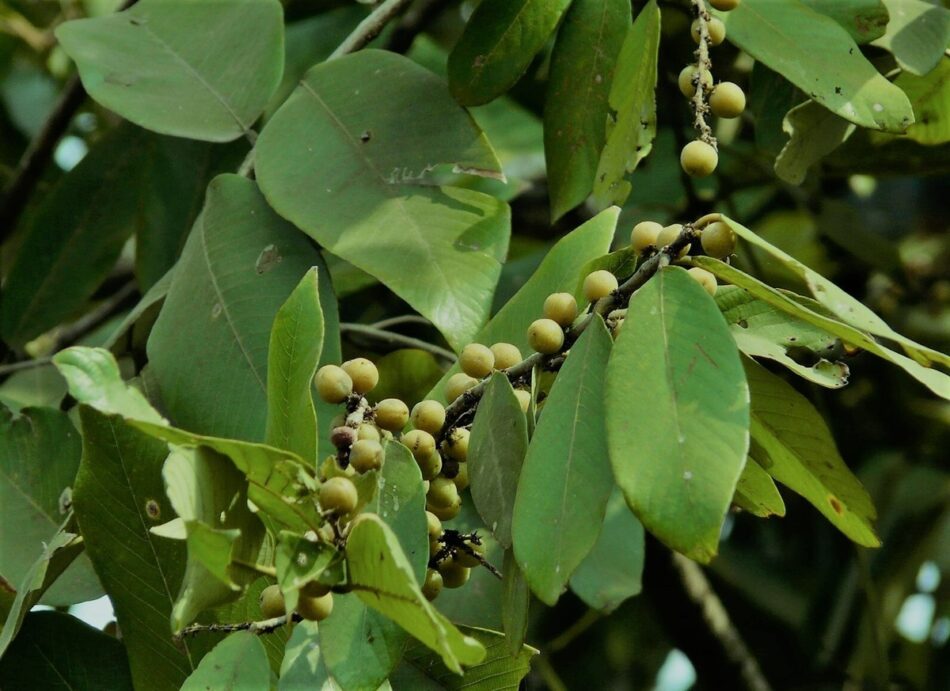 Natural Healing in the Wild: The Remarkable Benefits of the Ketakala Tree