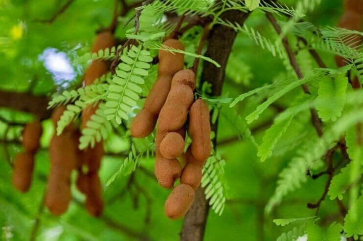 Siyabala – The Tamarind Tree of Wellness and Flavor